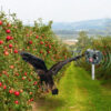 Nzmarket Solar-Powered Ultrasonic Bird & Pest Repeller