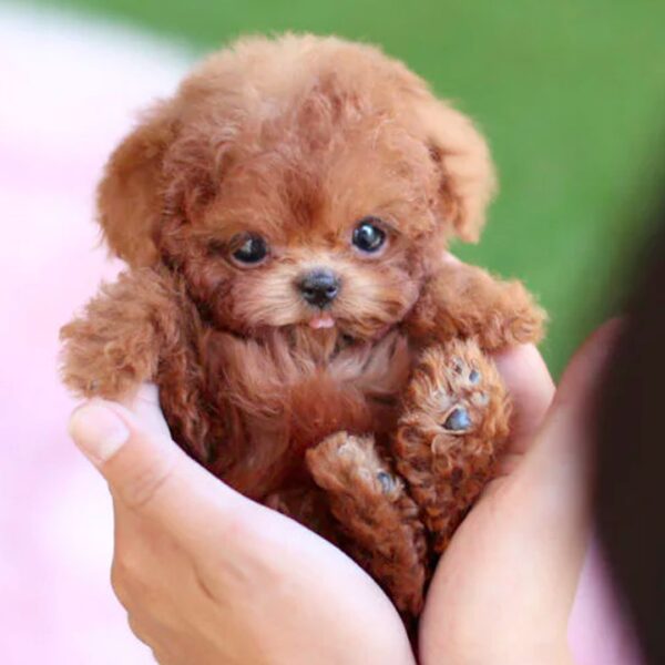 Nzmarket Interactive Robot Puppy Toy – Realistic, Responsive, Ages 3 and Up